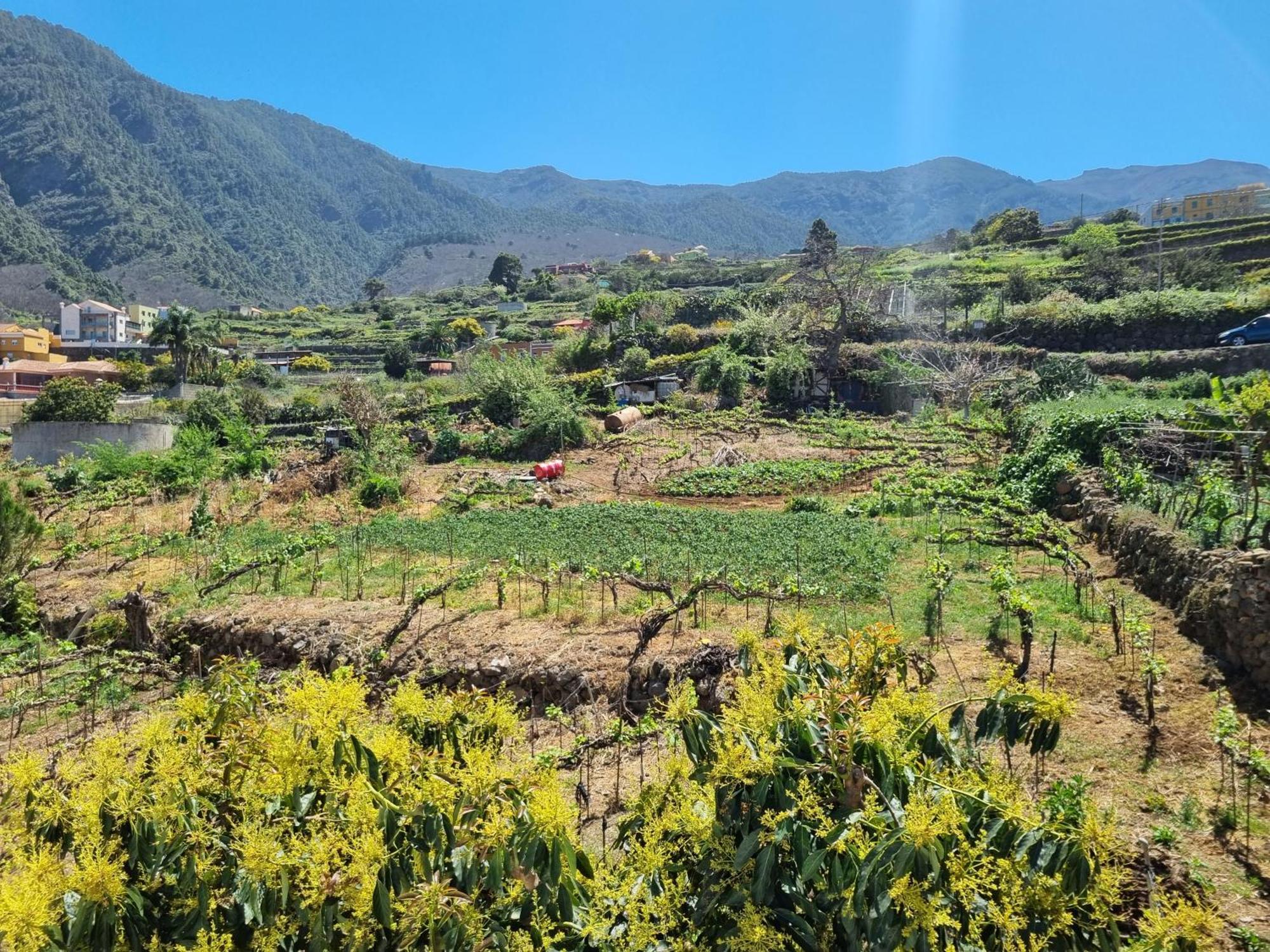 Vivienda Vacacional Ca Na Paula La Orotava Kültér fotó